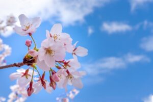 Cherry blossoms and sakura mochi