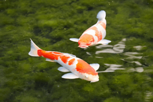 The Elegance of Koi and Lotus: A Glimpse into Japan’s Living Art